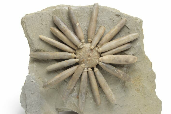 Jurassic Club Urchin (Asterocidaris) - Boulemane, Morocco #218413